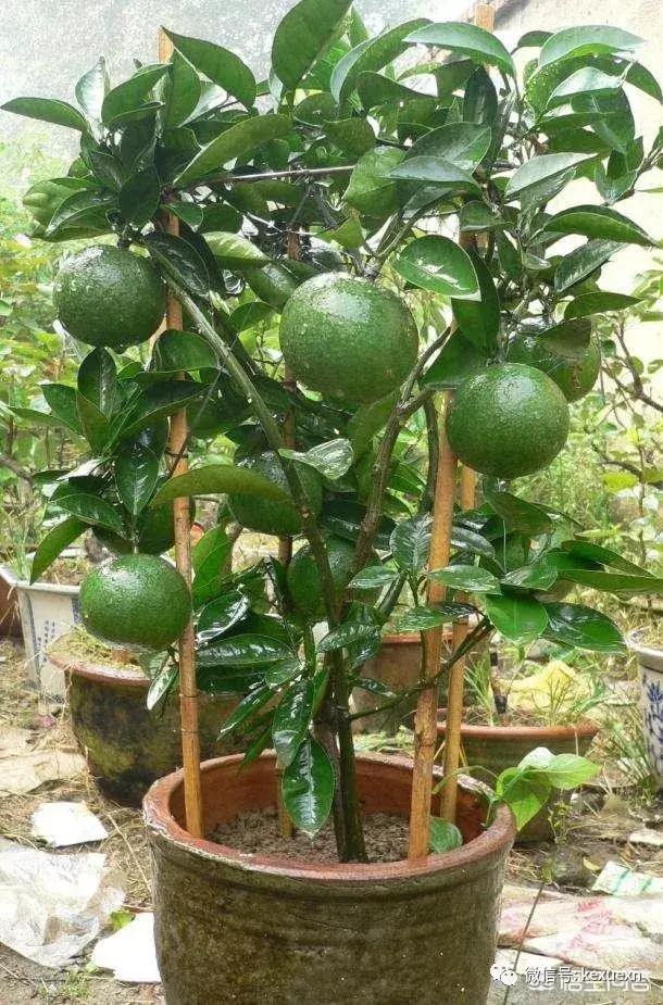 果树盆栽好养活吗,果树盆栽怎样才不掉果