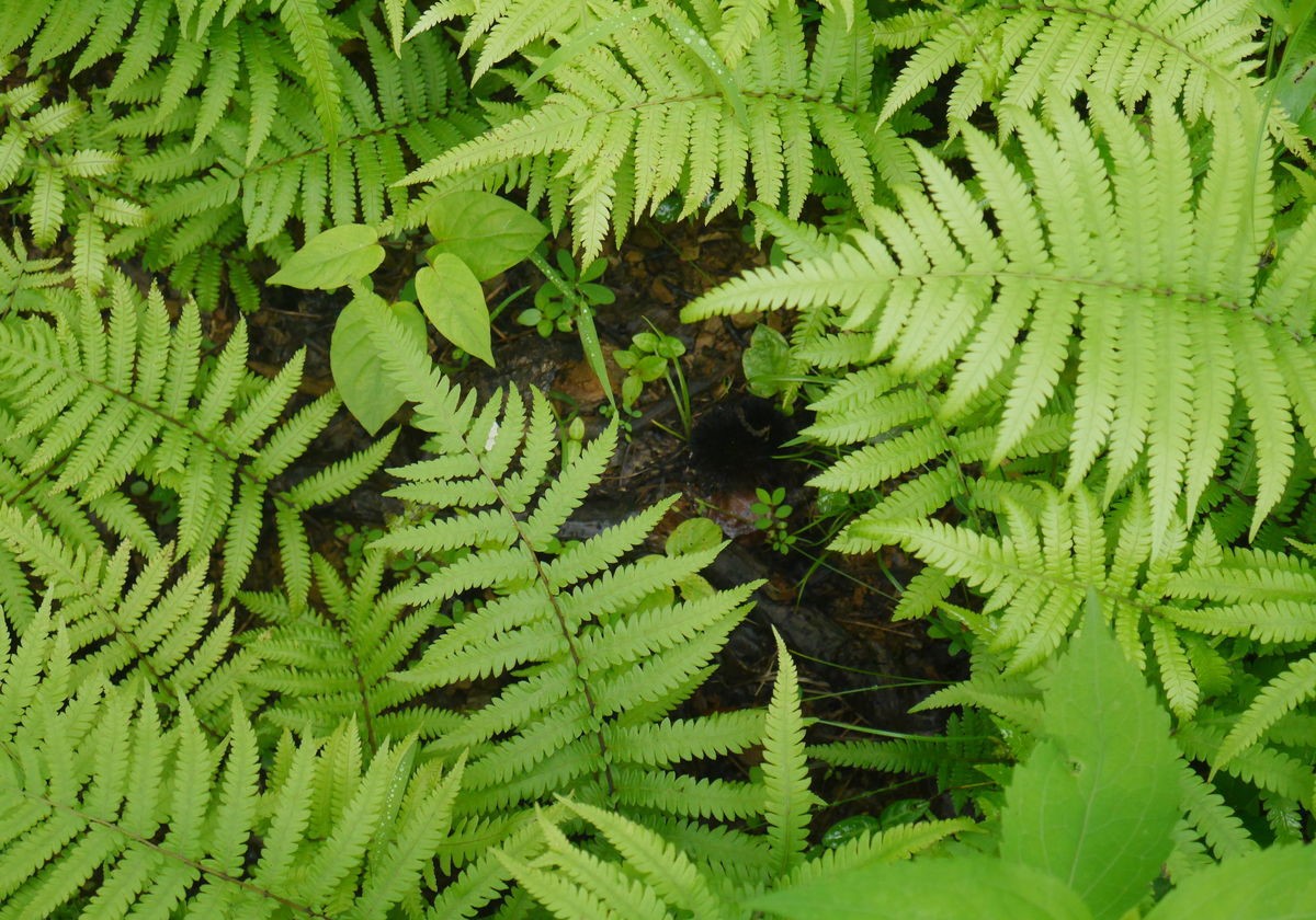 农村一种长刺长藤的草,石缝里面长出来的草是什么草