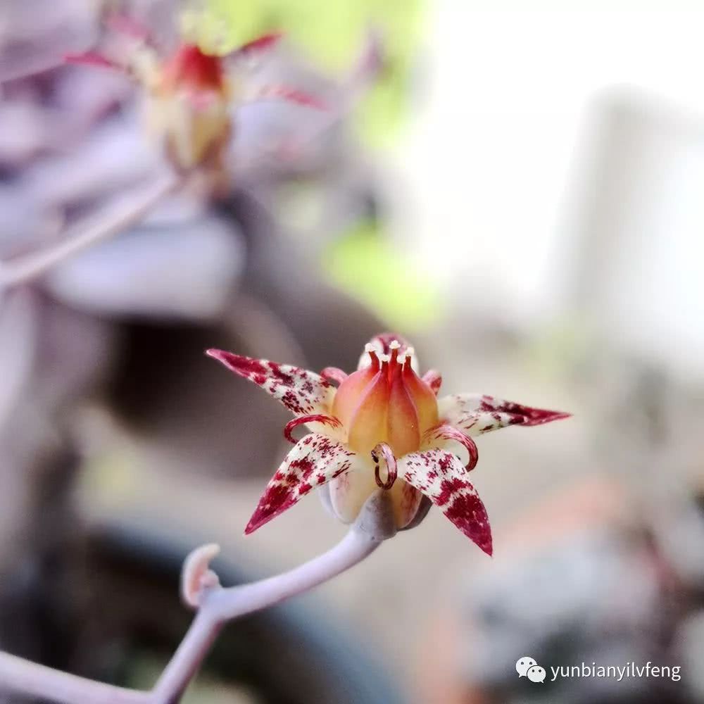 多肉华丽风车和紫乐的区别,多肉华丽风车断头了怎么办