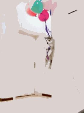 狗狗与气球的友谊,狗狗与气球的故事