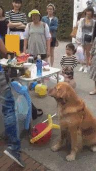 狗狗与气球的友谊,狗狗与气球的故事