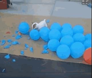 狗狗与气球的友谊,狗狗与气球的故事