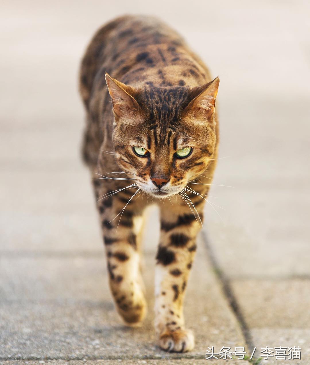 霸气漂亮的孟加拉豹猫,高智商的孟加拉豹猫