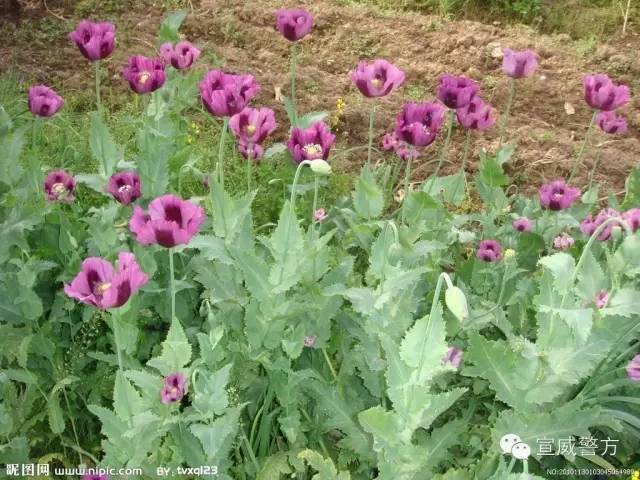 检测吸毒是阴性还是阳性,检测吸毒最长可以查多久前的