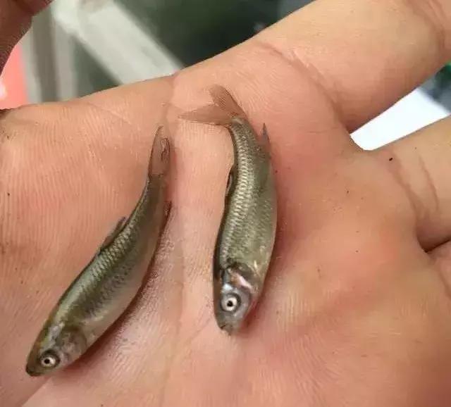 鱼苗白嘴白须怎么回事,鱼苗白头白嘴用什么药