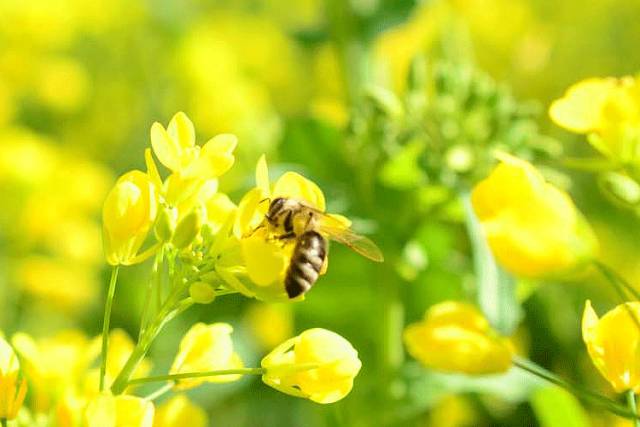 蜂蜜对孩子早熟有影响吗,蜂蜜会导致孩子早熟吗