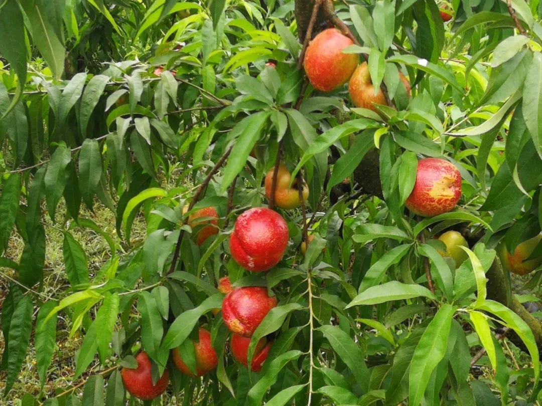 黄金桃采摘节等你来,油桃采摘节到来