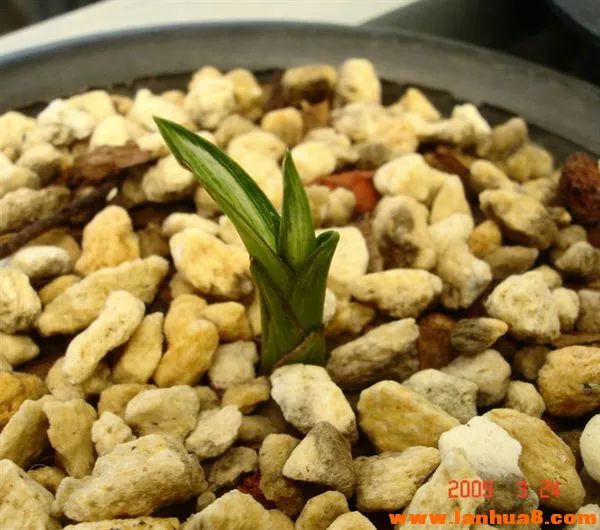 矮种必备的七个条件