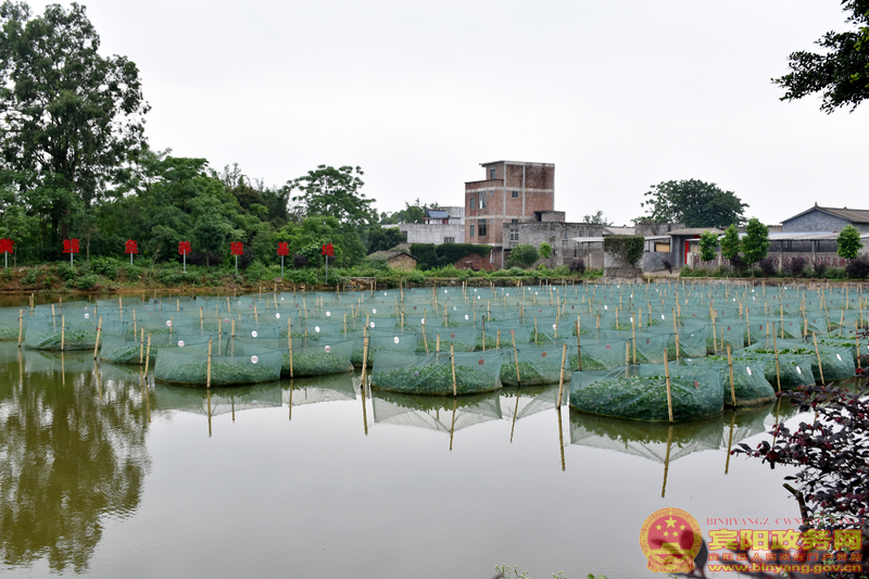 宾阳露圩镇浪利村委：养殖黄鳝鱼走上致富路