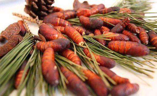 农村松树上的虫子,松树上能吃的虫子