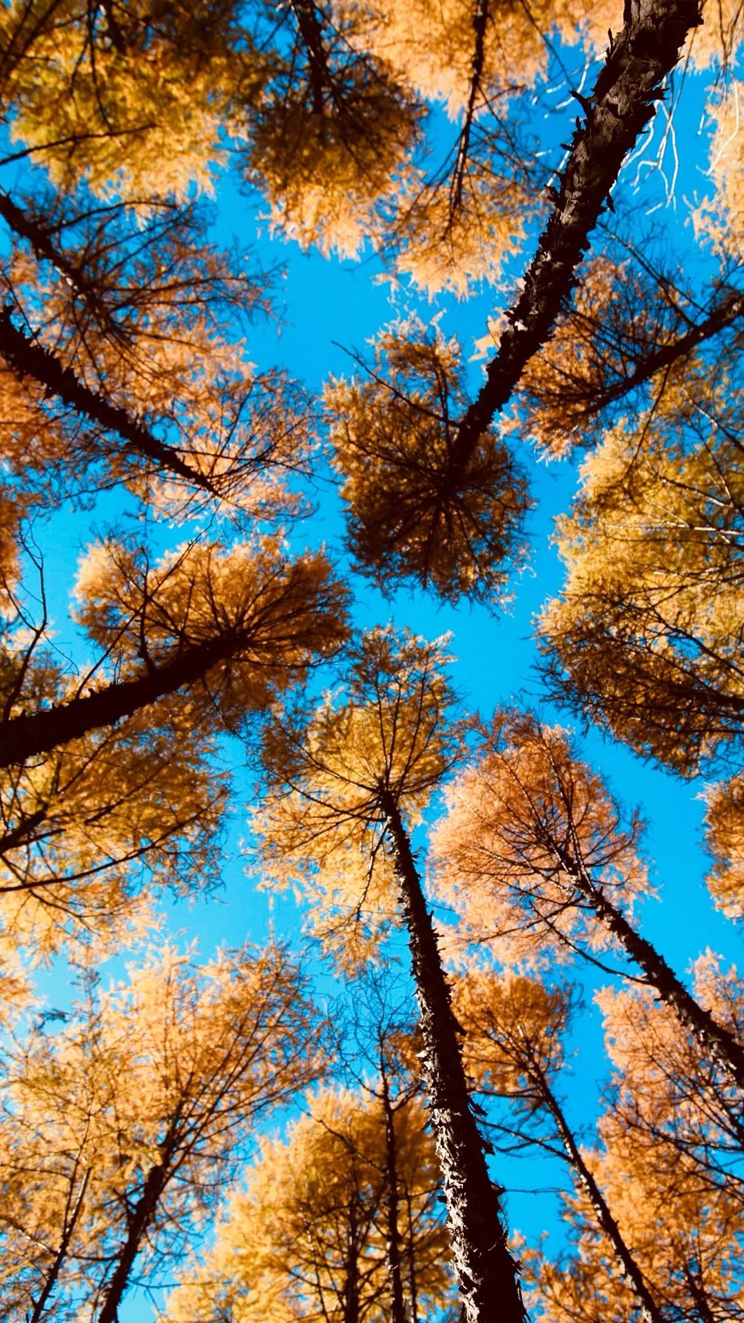 卷毛佟的吸粉秘籍：每天只刷2小时抖音，如何获得200w粉丝？