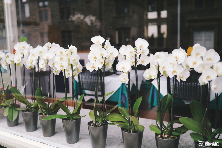 英国剑桥的康桥,英国剑桥大学的康桥