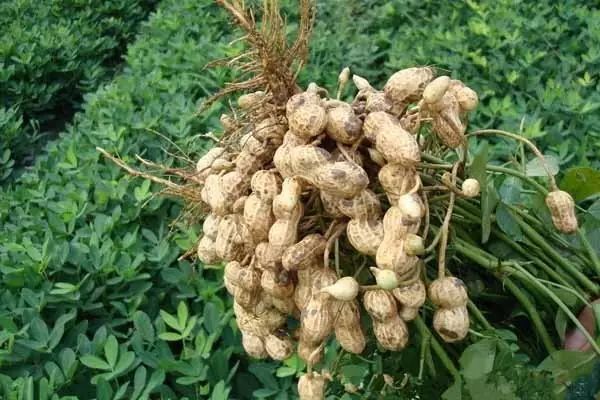 都叫芸苔素内酯，为什么差别那么大？应该正确认识！