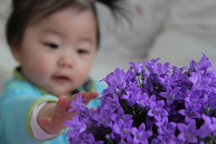 十大不宜乱吃的花,警惕这种花有毒别乱碰别乱吃