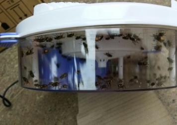 夏天苍蝇太烦人教你一招解决,夏天苍蝇太多怎么把苍蝇消除掉