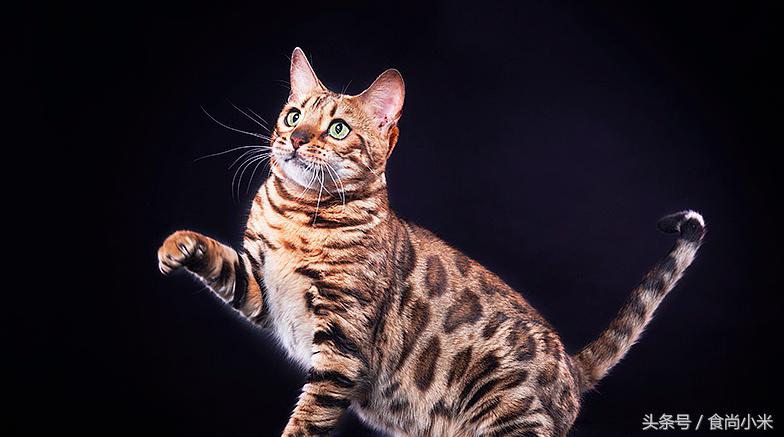 五大“牢底坐穿兽”谁见过三个我吃翔！专家：看到它们赶紧跑！