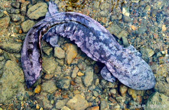 五大“牢底坐穿兽”谁见过三个我吃翔！专家：看到它们赶紧跑！