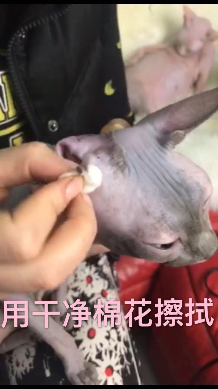 斯芬克斯无毛猫的日常护理与清洁