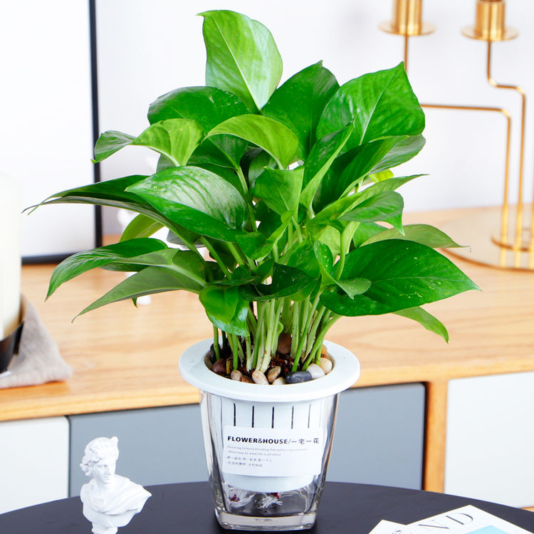 什么盆栽甲醛少好养的,养不死的小盆栽净化空气