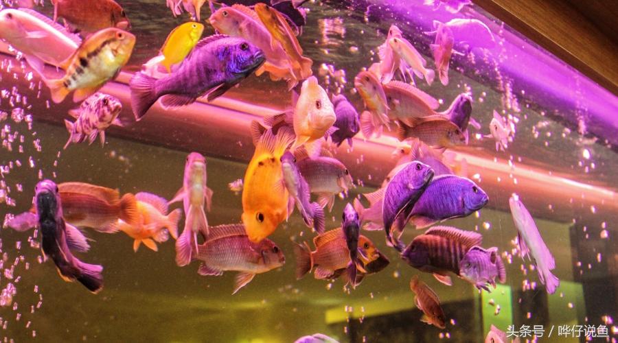 夏天宠物太热,天气热了哪些宠物鱼好养