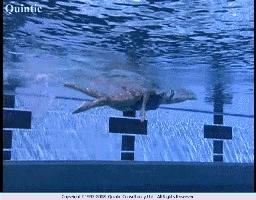 自由泳好看泳姿,陆地练习自由泳打腿