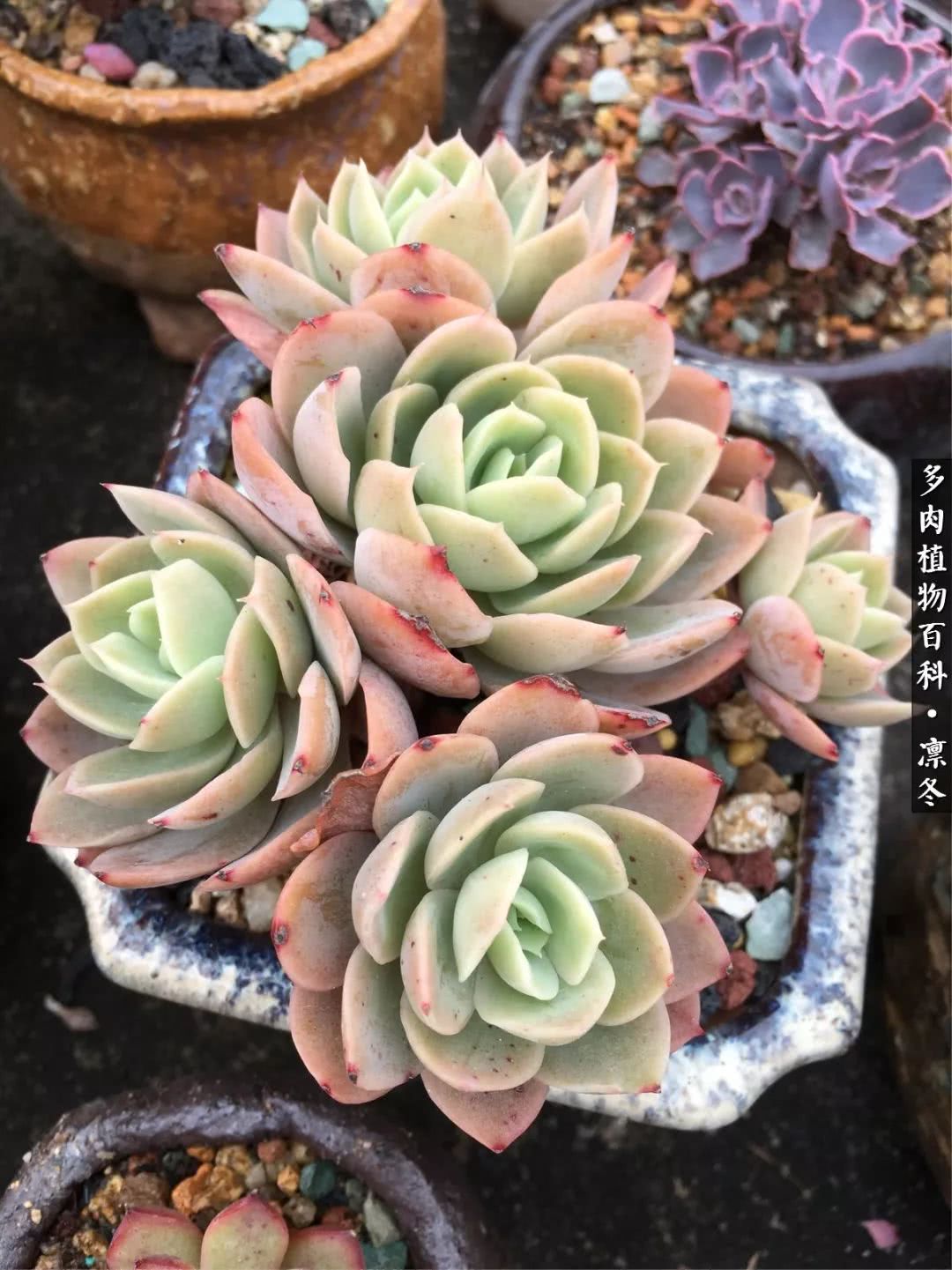 一入装修深似海从此钱包是路人,一入花坑深似海从此钱包成路人