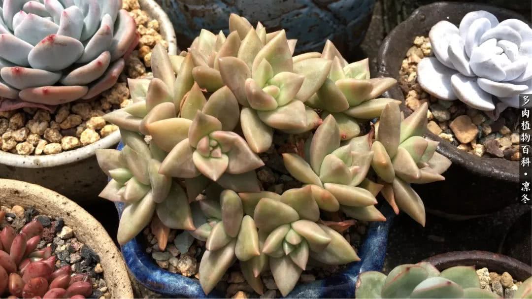 一入装修深似海从此钱包是路人,一入花坑深似海从此钱包成路人