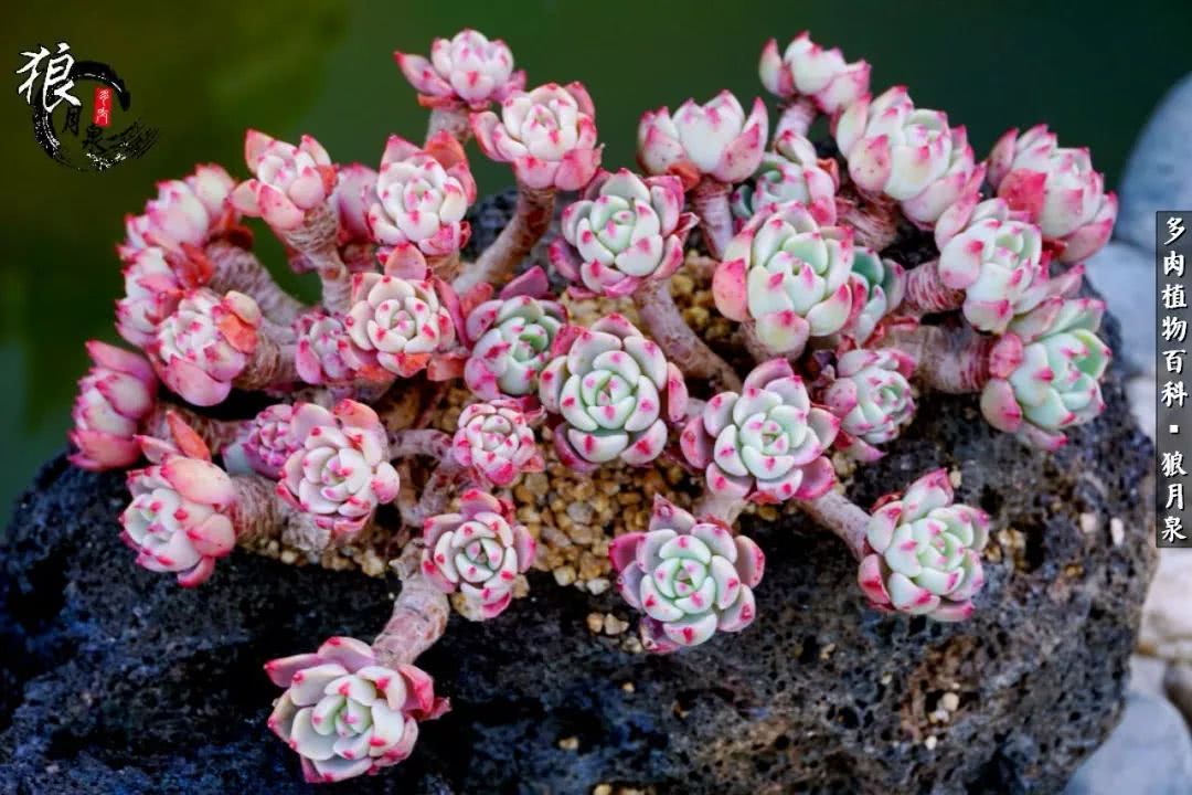 多肉度夏的前期准备,多肉度夏前杀菌