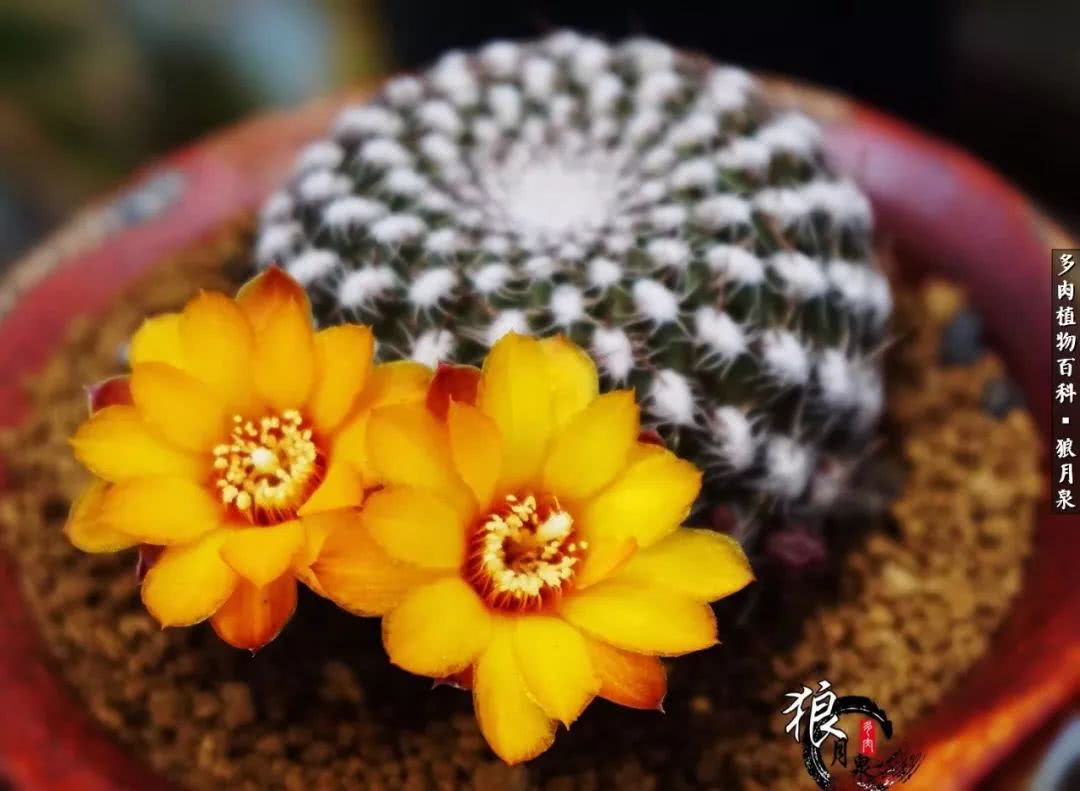 多肉度夏的前期准备,多肉度夏前杀菌