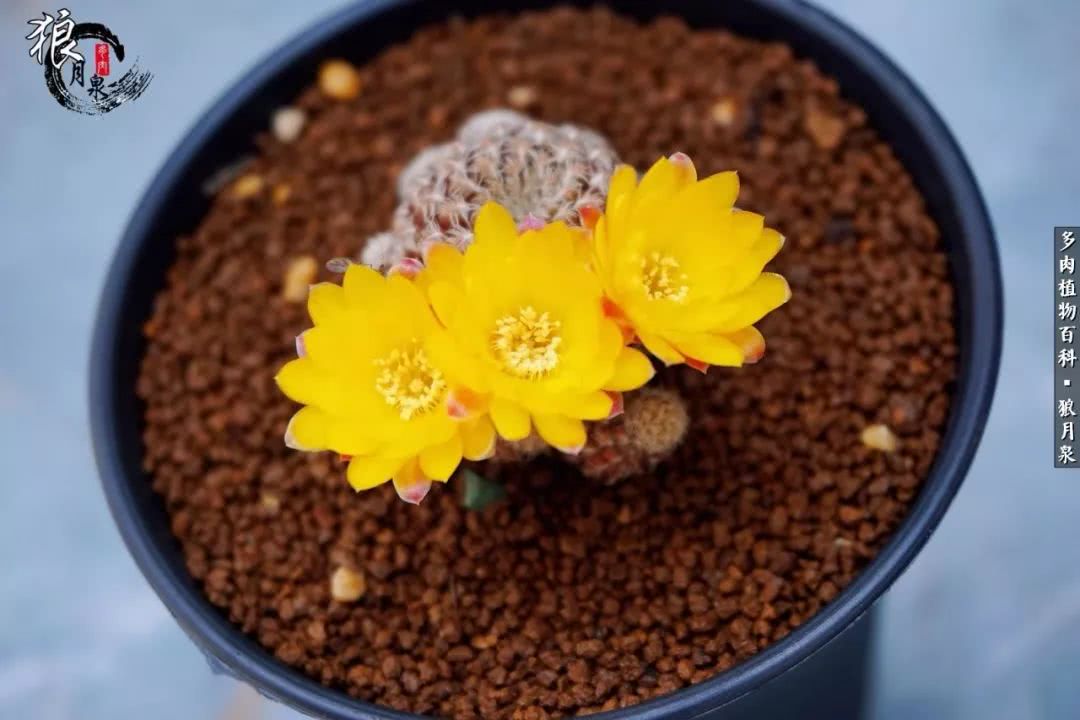 多肉度夏的前期准备,多肉度夏前杀菌