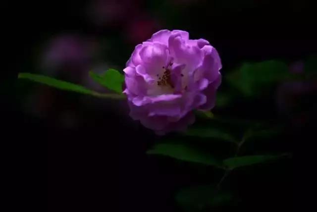 情报人员王凤香,王凤香打牌视频