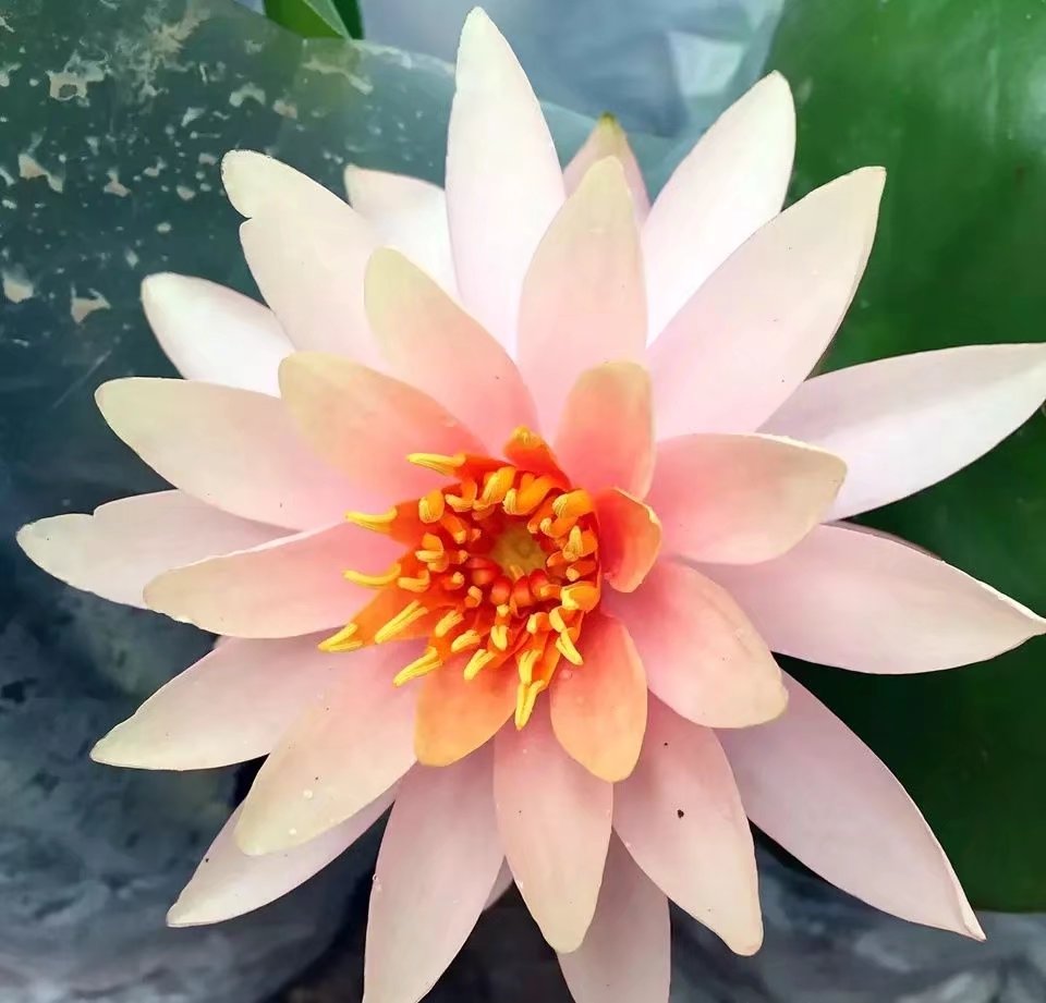 阳台种睡莲,睡莲放阳台可以吗