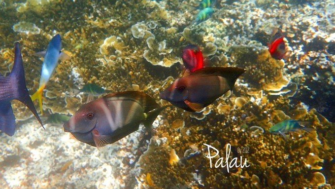 帕劳浮潜一次大概多少钱,帕劳浮潜穿泳衣还是泳裤