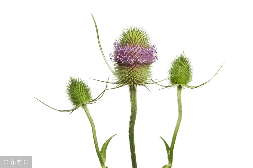 中医补虚口诀大全,补虚的中药方剂