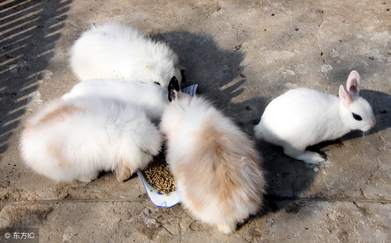 肉兔的基本饲养技术,肉兔养殖技巧和方法