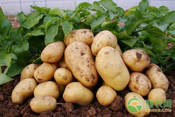 国内早大白土豆刚刚上市，价格如何？（附今日土豆价格）