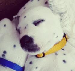 斑点狗性格特点,斑点狗为什么会脾气暴躁