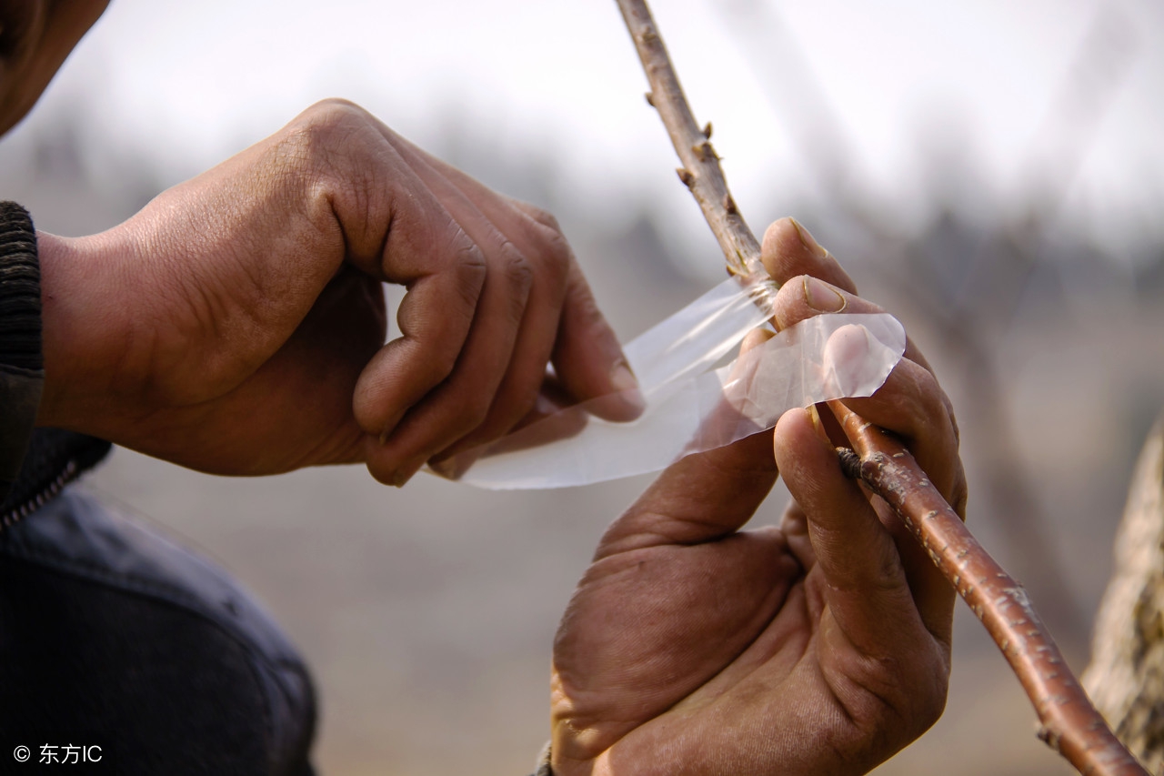 要想成功将果树嫁接成活，不了解这个原理，还能嫁接成活算是运气
