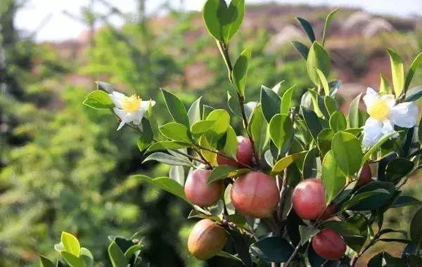 海南共享农庄批几个村庄,海南2019年首批共享农庄