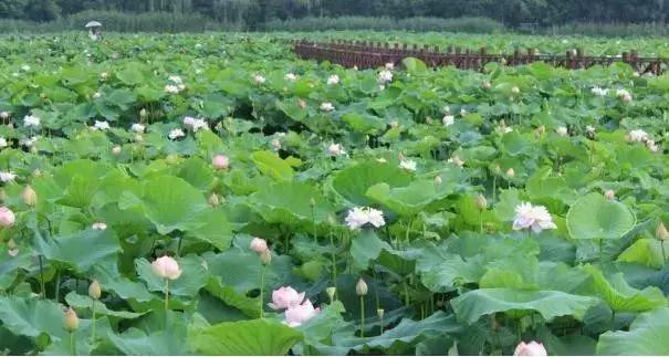 海南共享农庄批几个村庄,海南2019年首批共享农庄