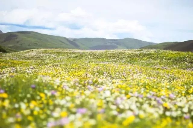 连绵的群山、广袤的草原、蜿蜒的河流……它就是独一无二的若尔盖