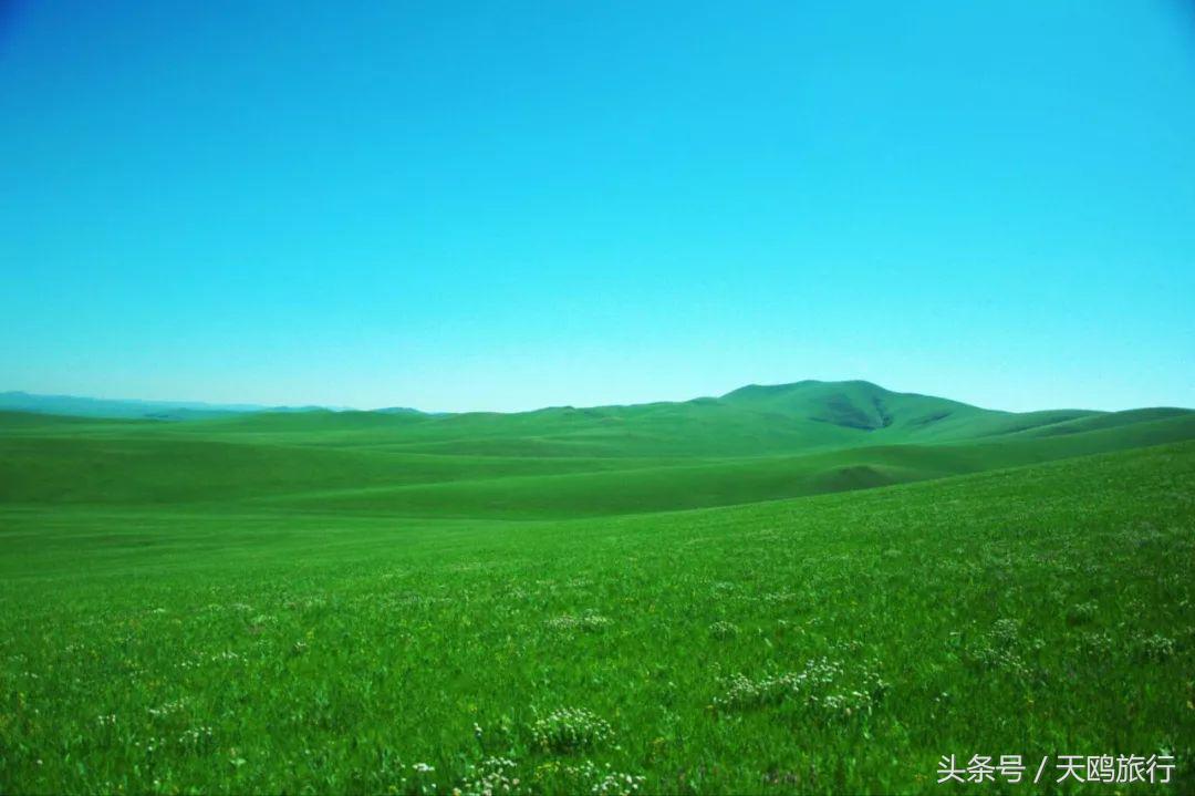 野狼谷乌拉盖狼王,乌拉盖野狼谷还有狼王吗