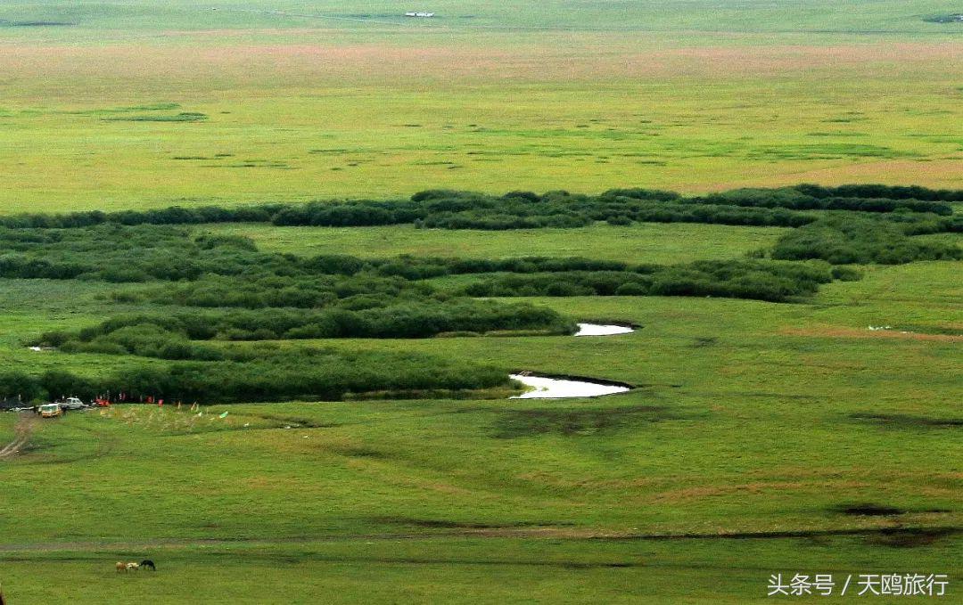 野狼谷乌拉盖狼王,乌拉盖野狼谷还有狼王吗