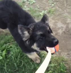 小时候的德牧小视频,德牧小时候跟小土狗一样