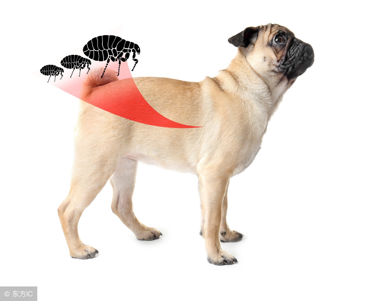 我的狗生我负责，狗生的十大威胁全掌握