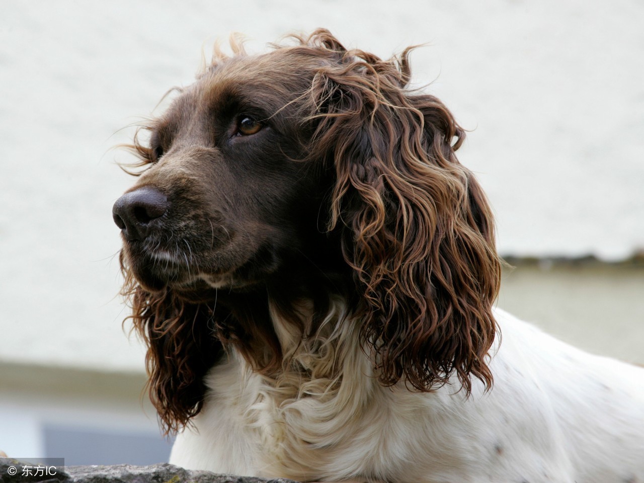 我的狗生我负责，狗生的十大威胁全掌握