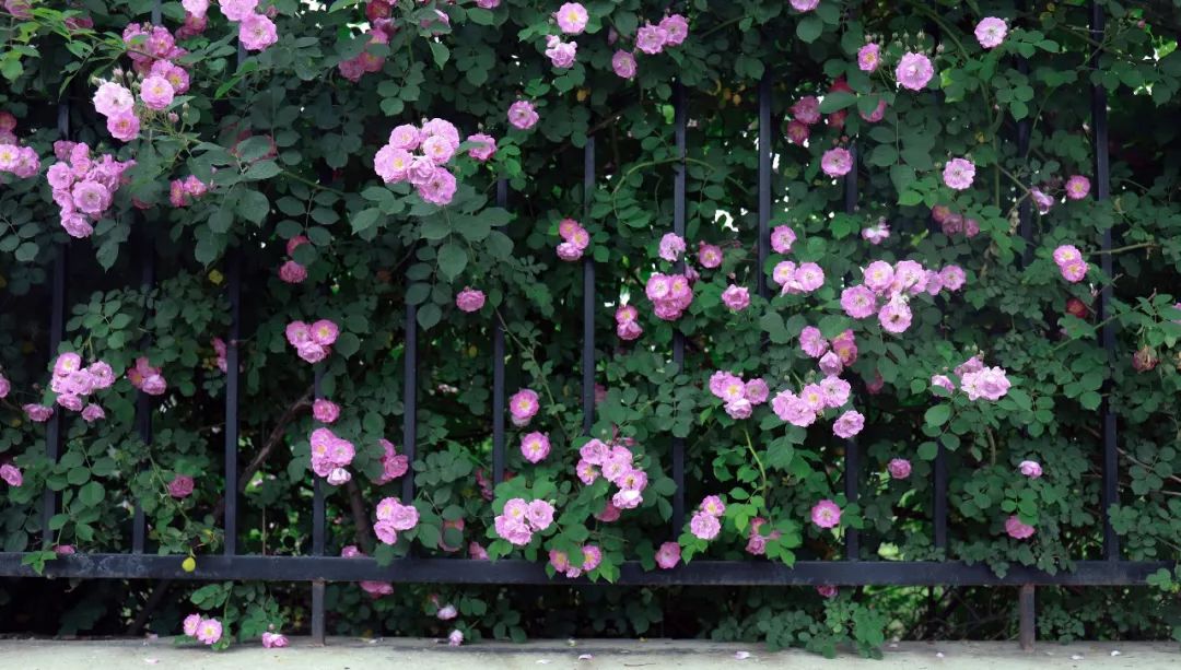 海大校花,海大双胞胎校花