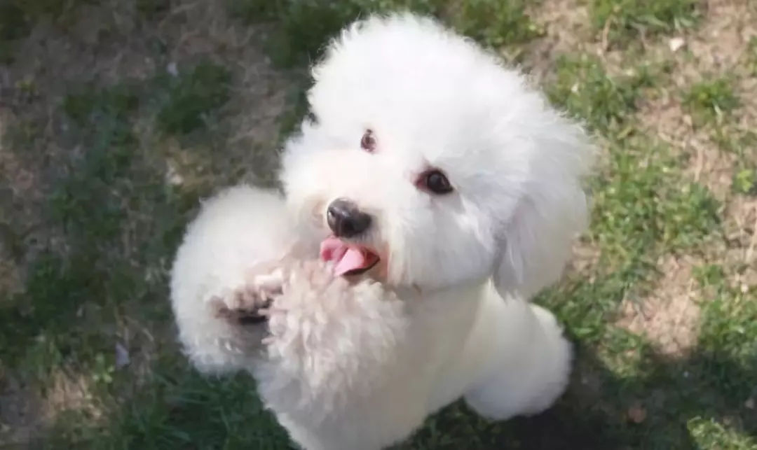 刚到家的狗狗晚上叫怎么办,为什么狗狗剃完毛晚上总是叫