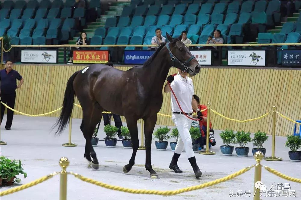 山西玉龙马业拍卖会,中国马拍卖会