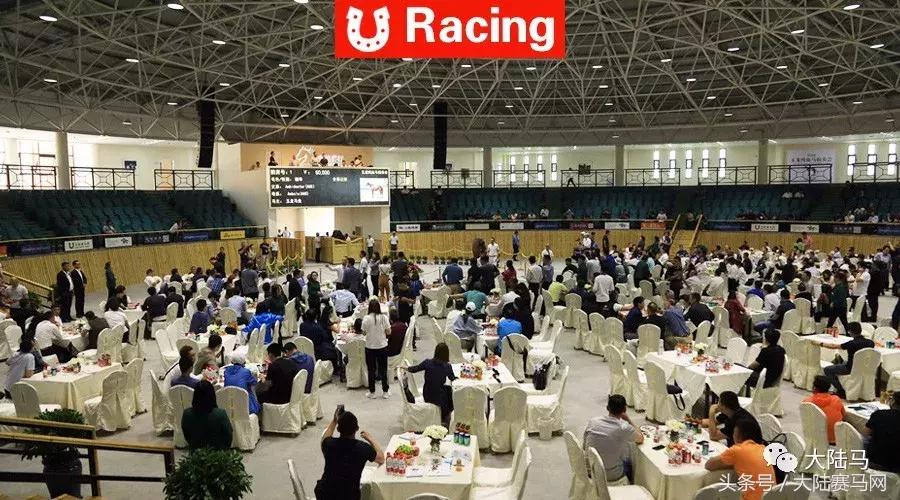 山西玉龙马业拍卖会,中国马拍卖会